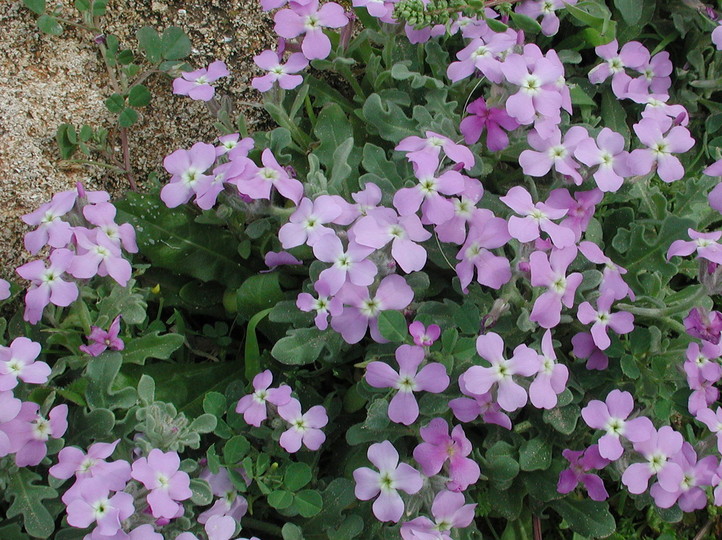 Matthiola tricuspidata