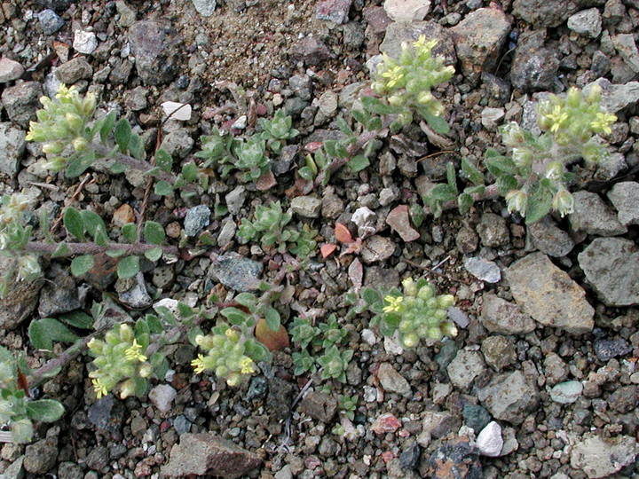 Alyssum sp.