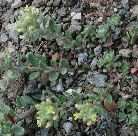 Alyssum sp.