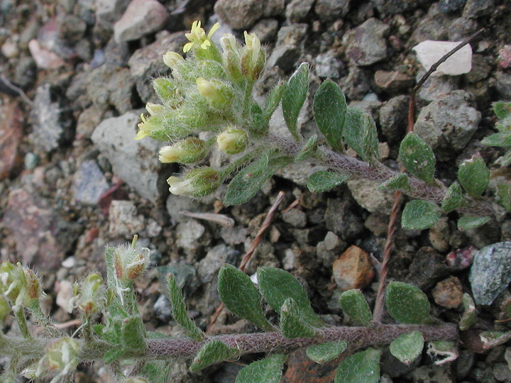 Alyssum sp.