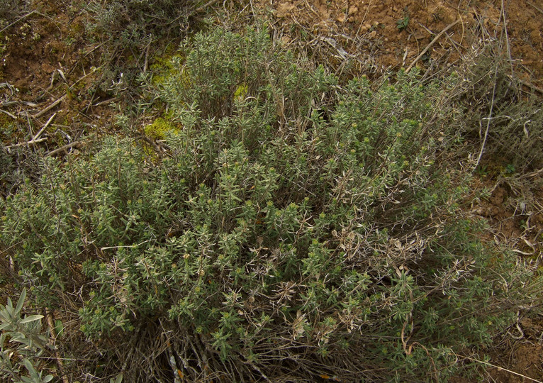 Lepidium subulatum??