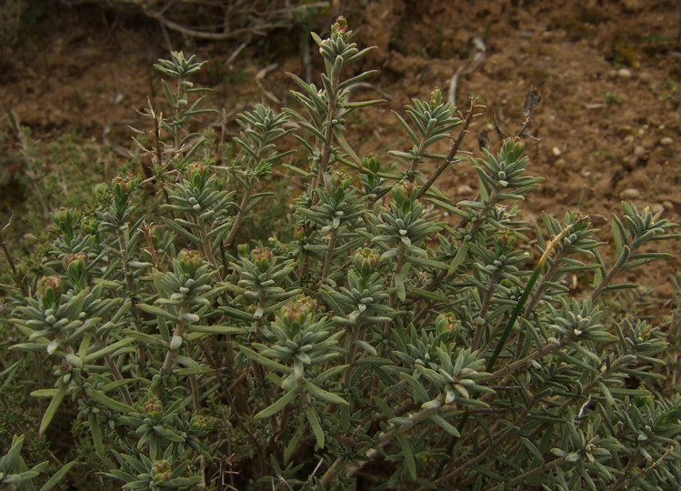 Lepidium subulatum??