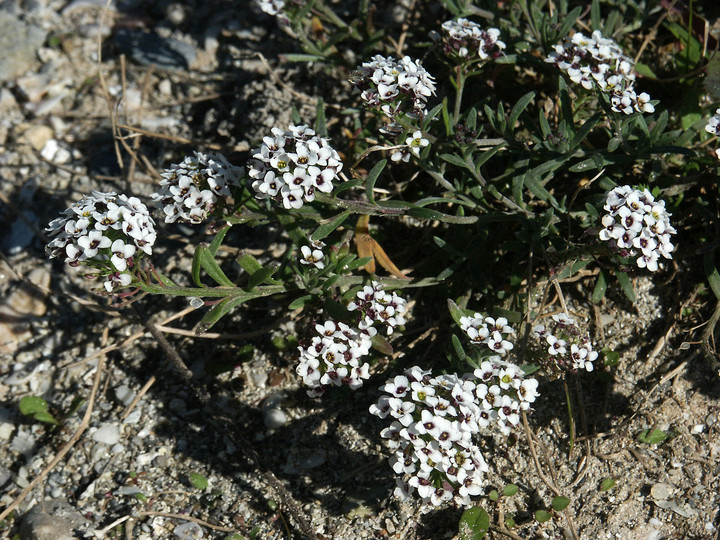 Lobularia maritima