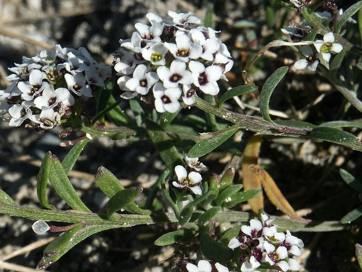 Lobularia maritima