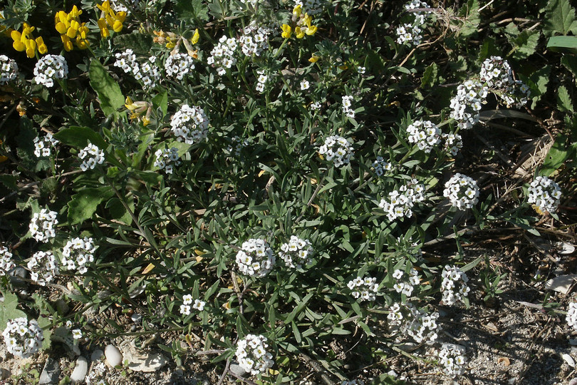 Lobularia maritima