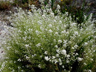 Lepidium subulatum