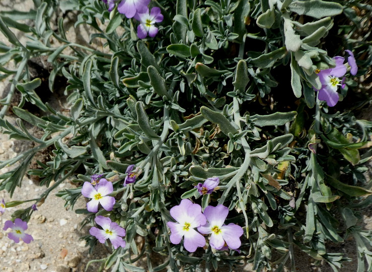 Malcolmia littorea