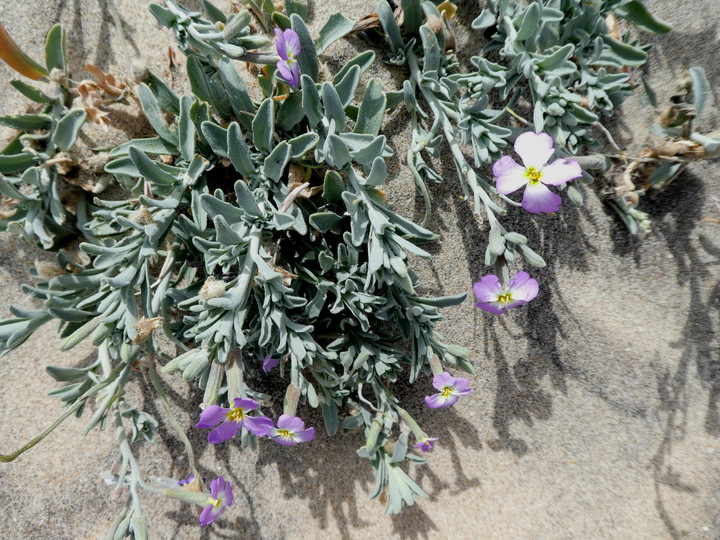 Malcolmia littorea