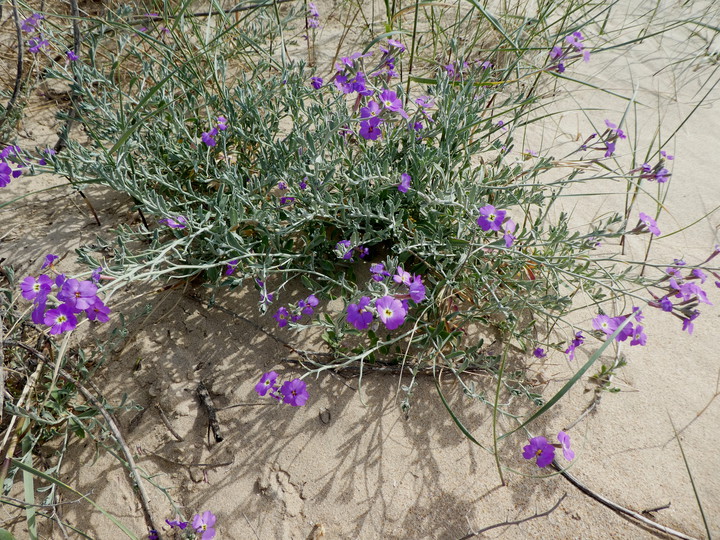 Malcolmia littorea