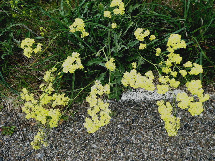 Biscutella frutescens