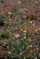 Neslia paniculata