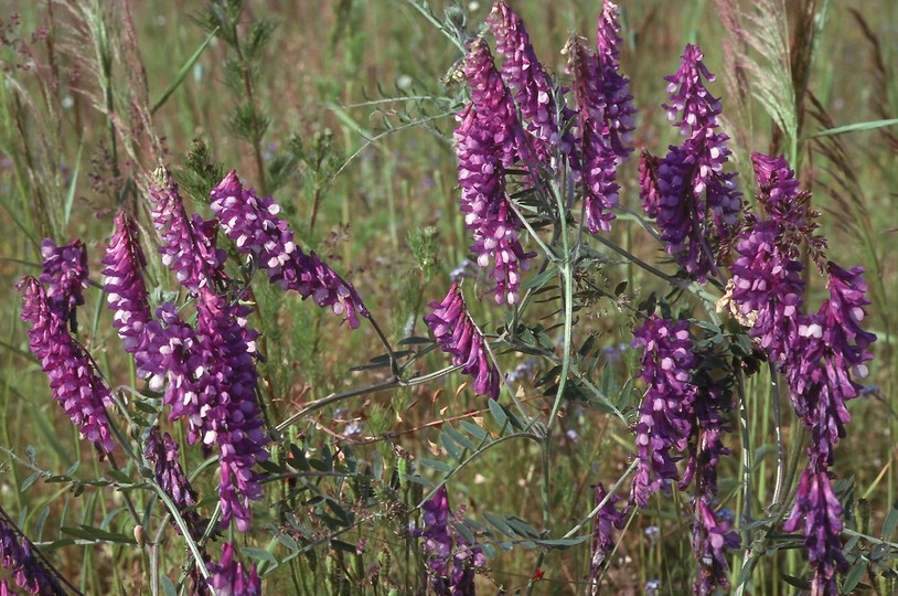 Vicia villosa