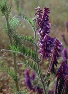 Vicia villosa