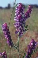 Vicia villosa