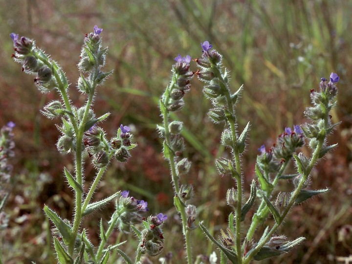 Anchusa arvensis