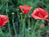 Papaver rhoeas