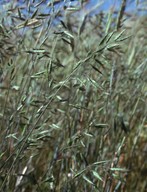 Bromus secalinus