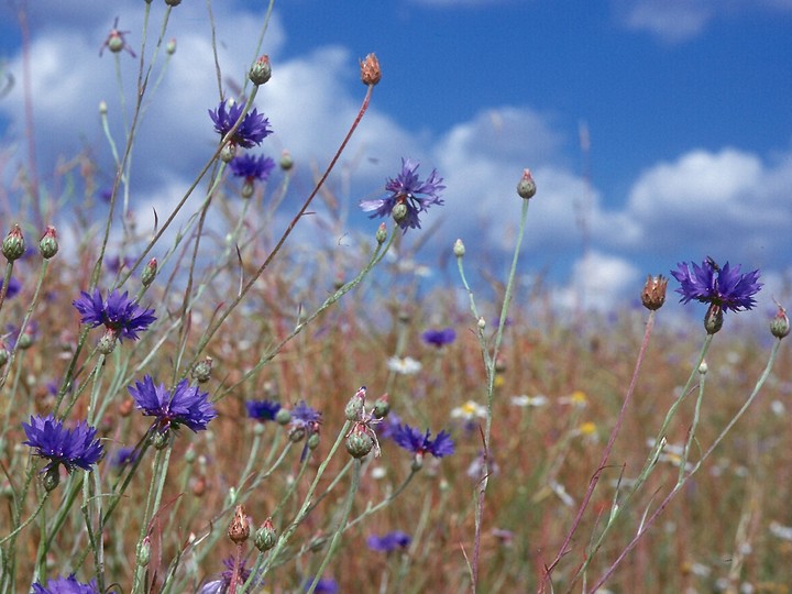 Centaurea cyanus