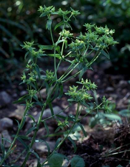 Euphorbia exigua