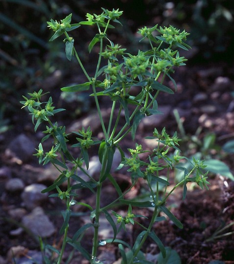 Euphorbia exigua