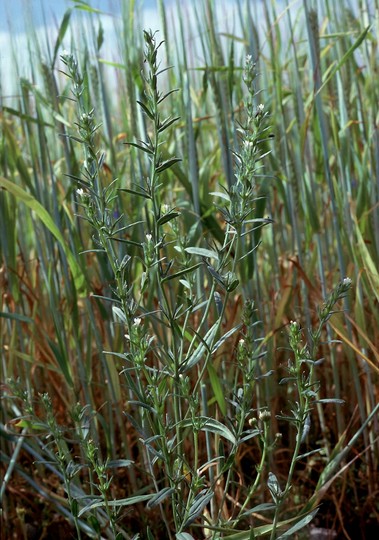 Lithospermum arvense