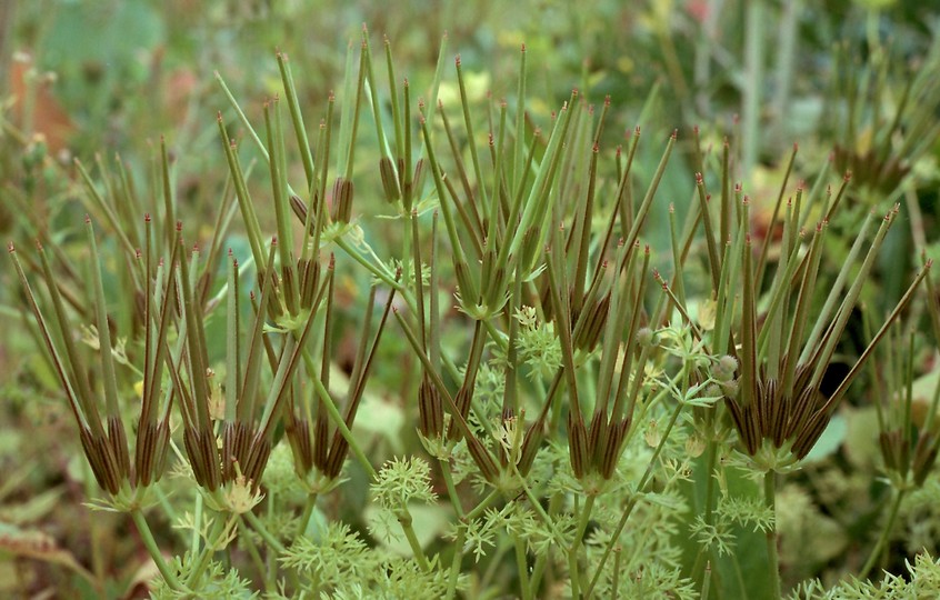 Scandix pecten-veneris