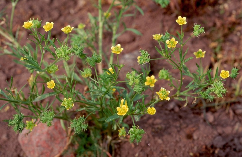 Ranunculus arvensis