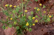 Ranunculus arvensis