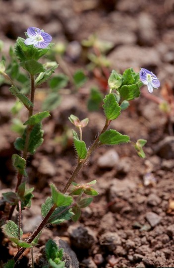 Veronica persica