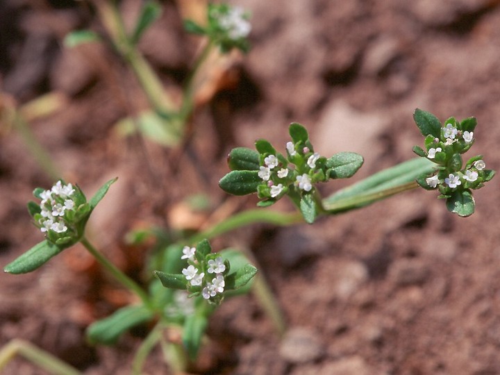 Valerianella locusta