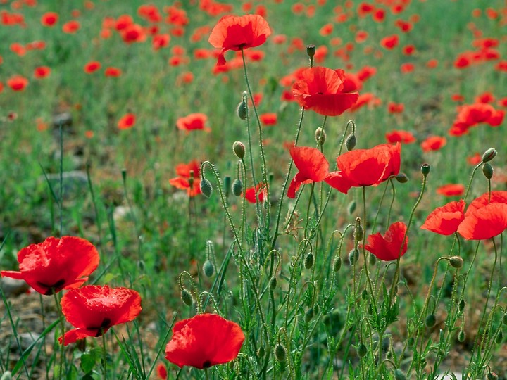 Papaver rhoeas