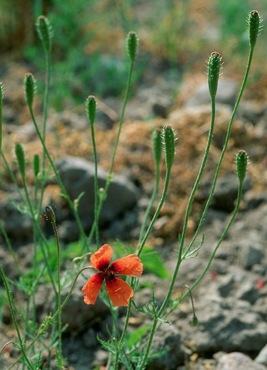 Papaver argemone