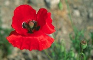 Papaver rhoeas