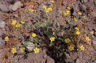 Ranunculus sardous