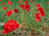 Papaver rhoeas