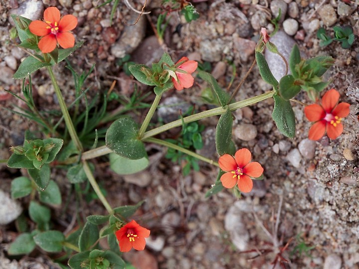 Anagallis arvensis