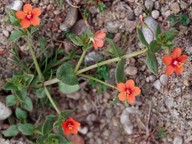 Anagallis arvensis