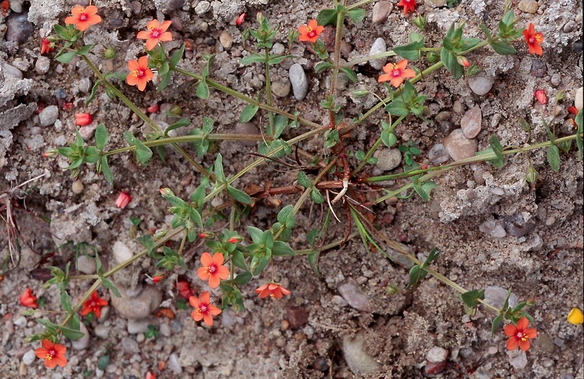 Anagallis arvensis