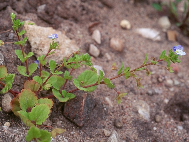 Veronica persica