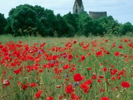 Papaver rhoeas