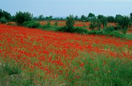 Papaver rhoeas