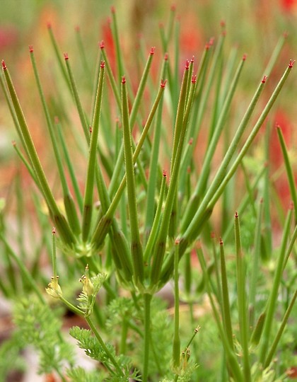 Scandix pecten-veneris