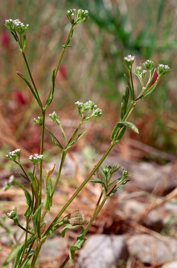 Valerianella dentata