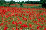 Papaver rhoeas