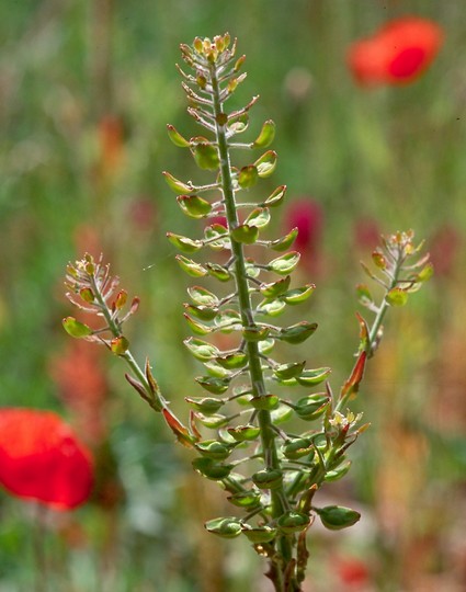 Lepidium campestre