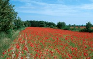 Papaver rhoeas