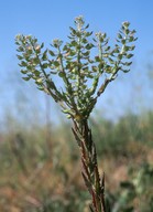 Lepidium campestre