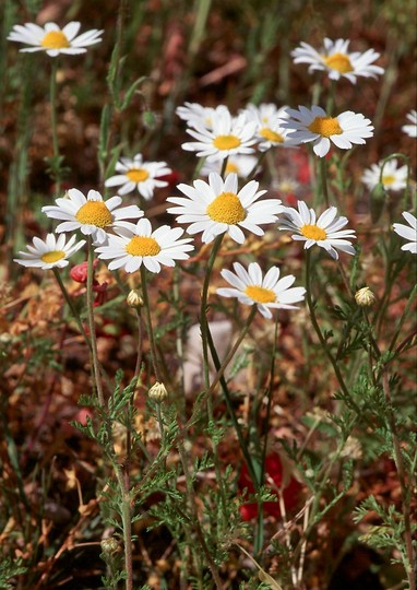 Anthemis arvensis