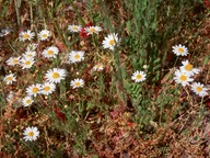 Anthemis arvensis