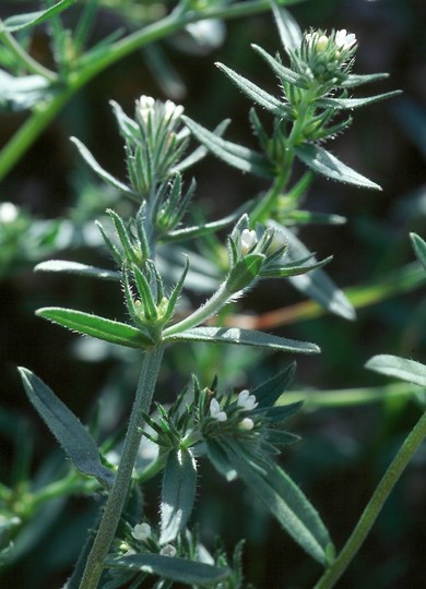 Lithospermum arvense